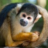 Manuel Antonio National Park