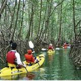 Mangrove Kayak Tours