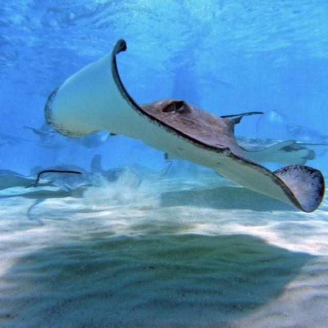 Grand Cayman Stringray & Turtle Swim