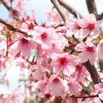 Japanese Friendship Garden & Museum