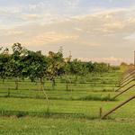 Fortunata Winery