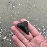 Fossil Tour at Bull River Marina