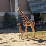 Reid Park Zoo