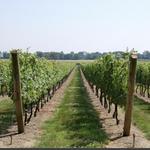 Newport Vineyards