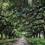 Boone Hall Plantation & Gardens
