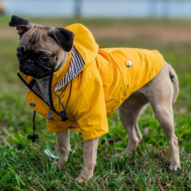 Zip Up Dog Raincoat in Small