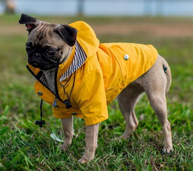 Zip Up Dog Raincoat in Small