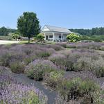 Traverse City Wine & Beer Tours