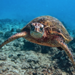 Hawaiian Diving Adventures