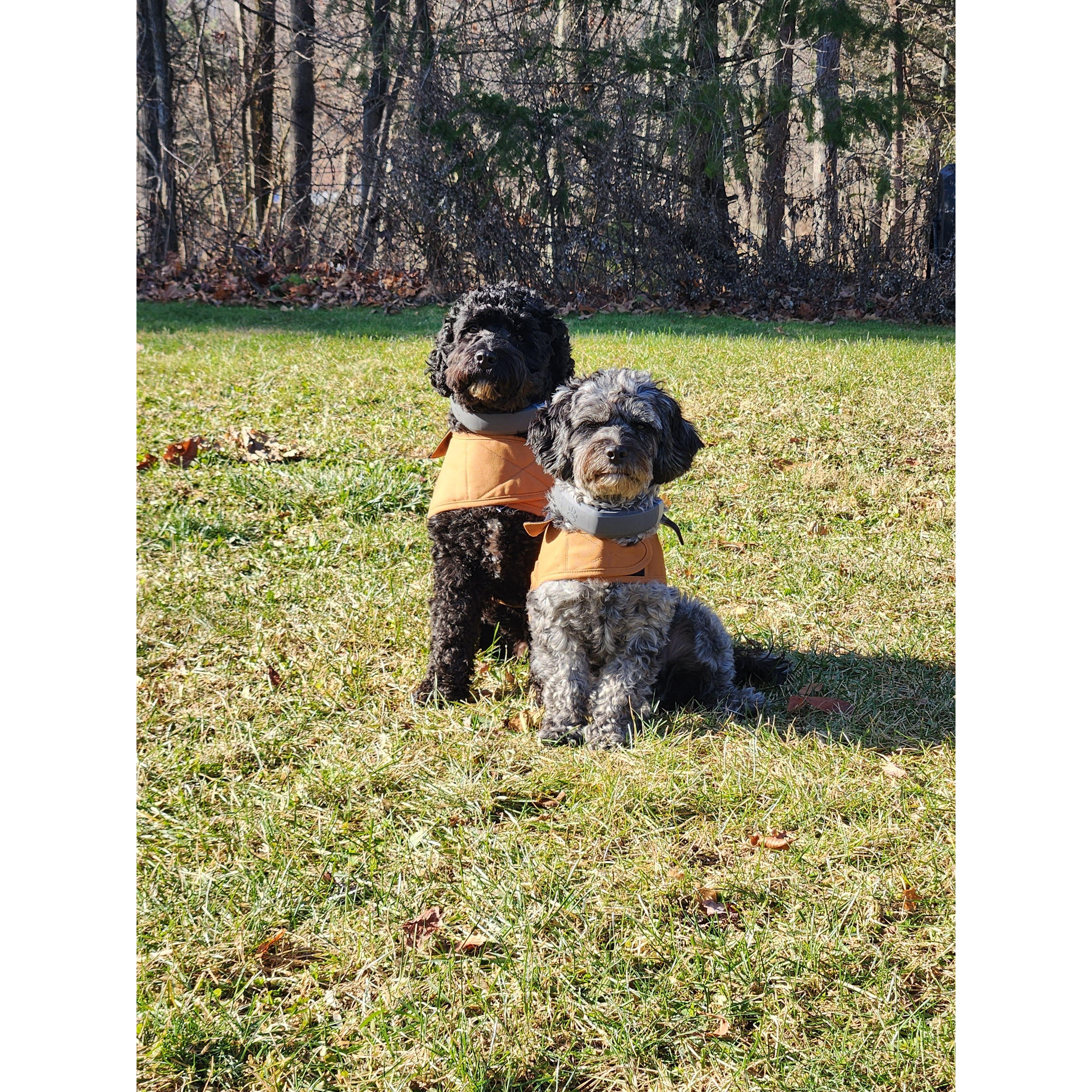 Our babies
