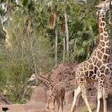Gladys Porter Zoo