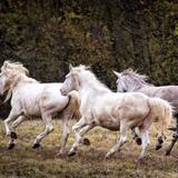 Wild Horses