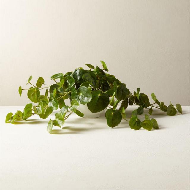 Potted Coin Plant White Pot 8"