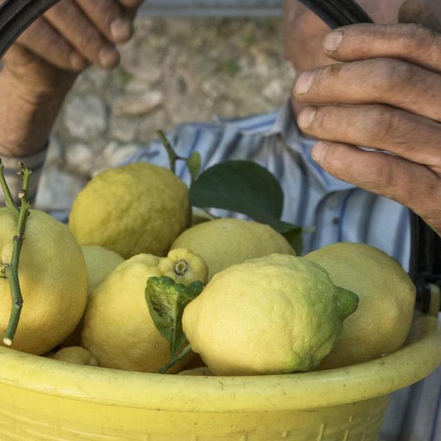 Amalfi Lemon Grove Tour