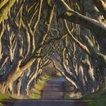 The Dark Hedges