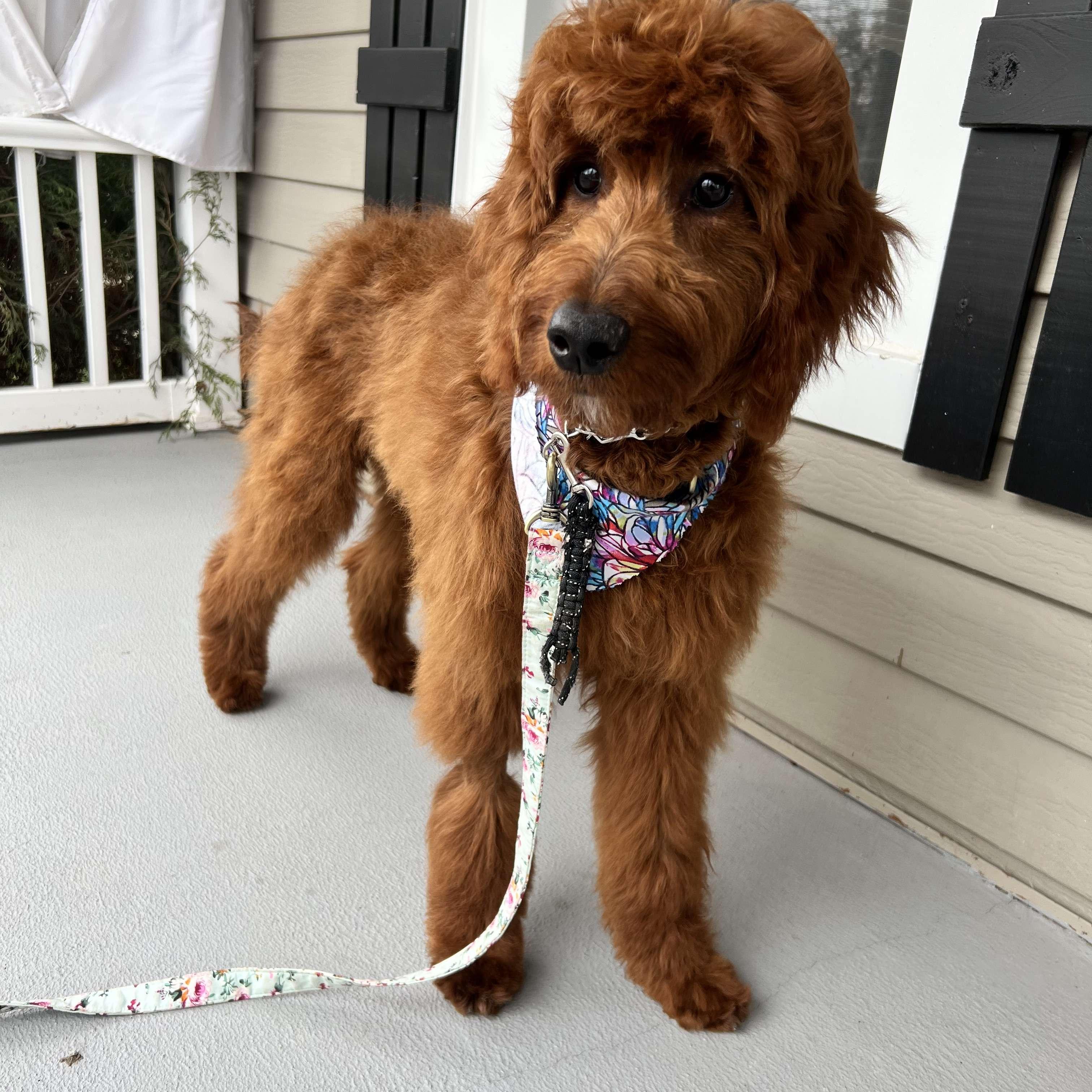 Fluffy Finley.