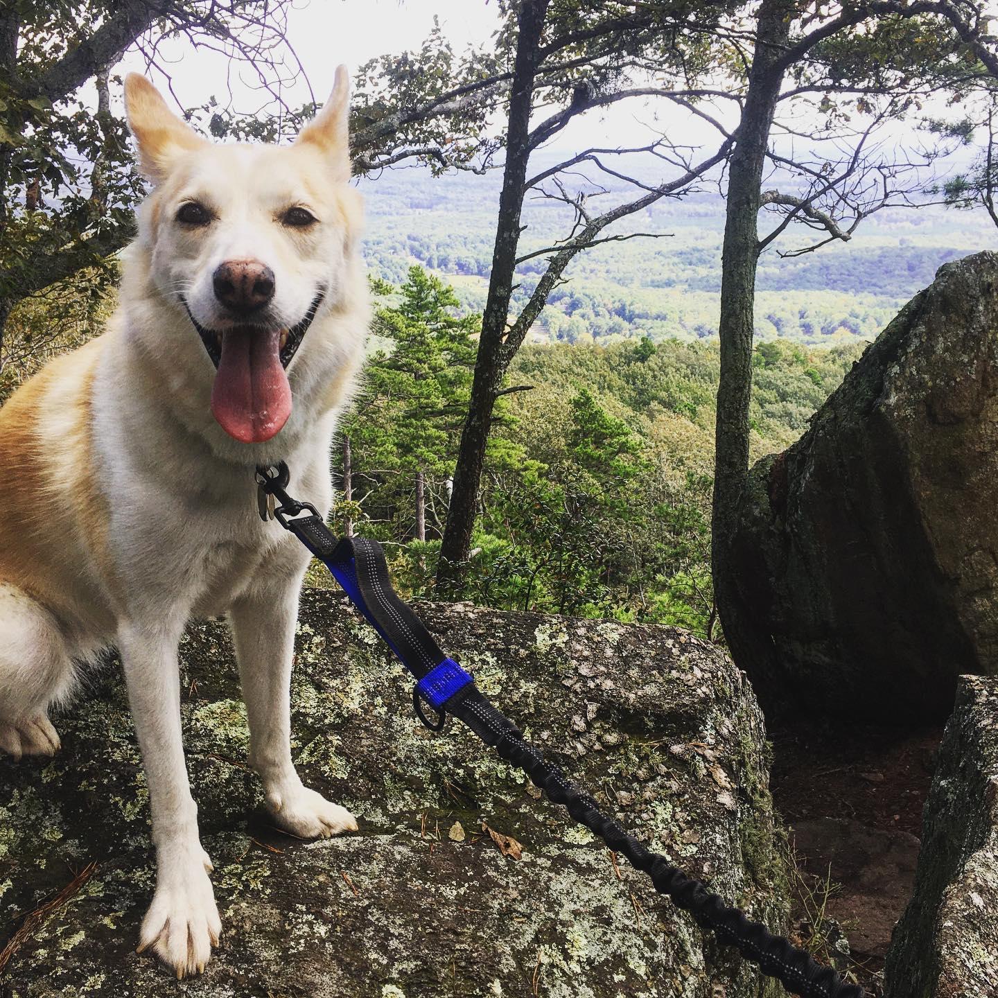 Our girl Friday, Stella, atop King's Pinnacle peak in North Carolina