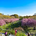Brooklyn Botanic Garden