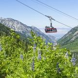 Snowbird Resort