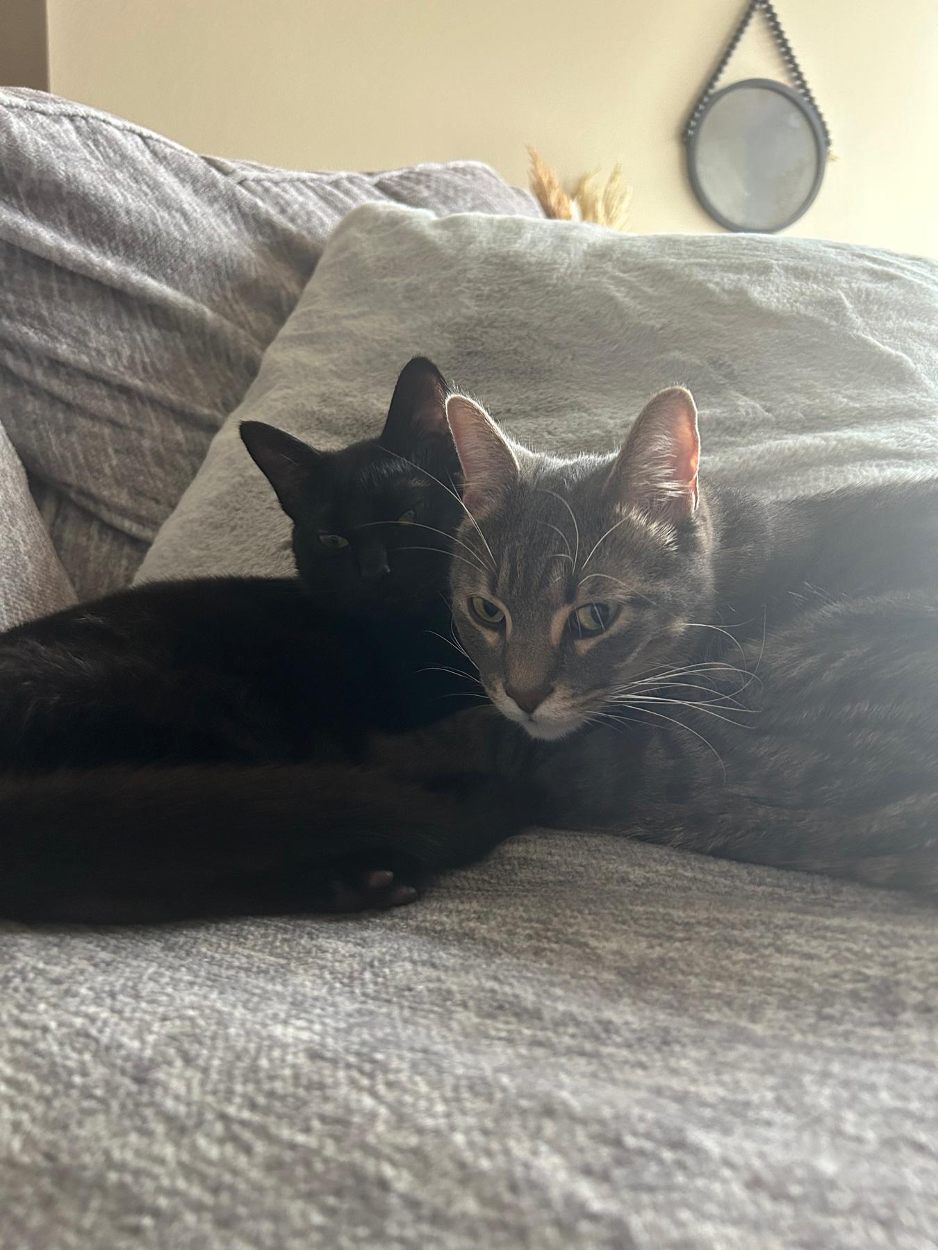 Of course we had to include a pic of Oliver and Norman :)