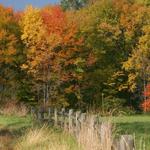 Leaf Peeping