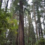 Henry Cowell State Park