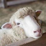 Shelburne Farms