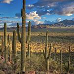 Saguaro National Park