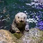 Shedd Aquarium