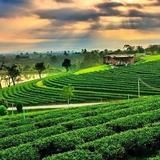 Choui Fong Tea Plantation