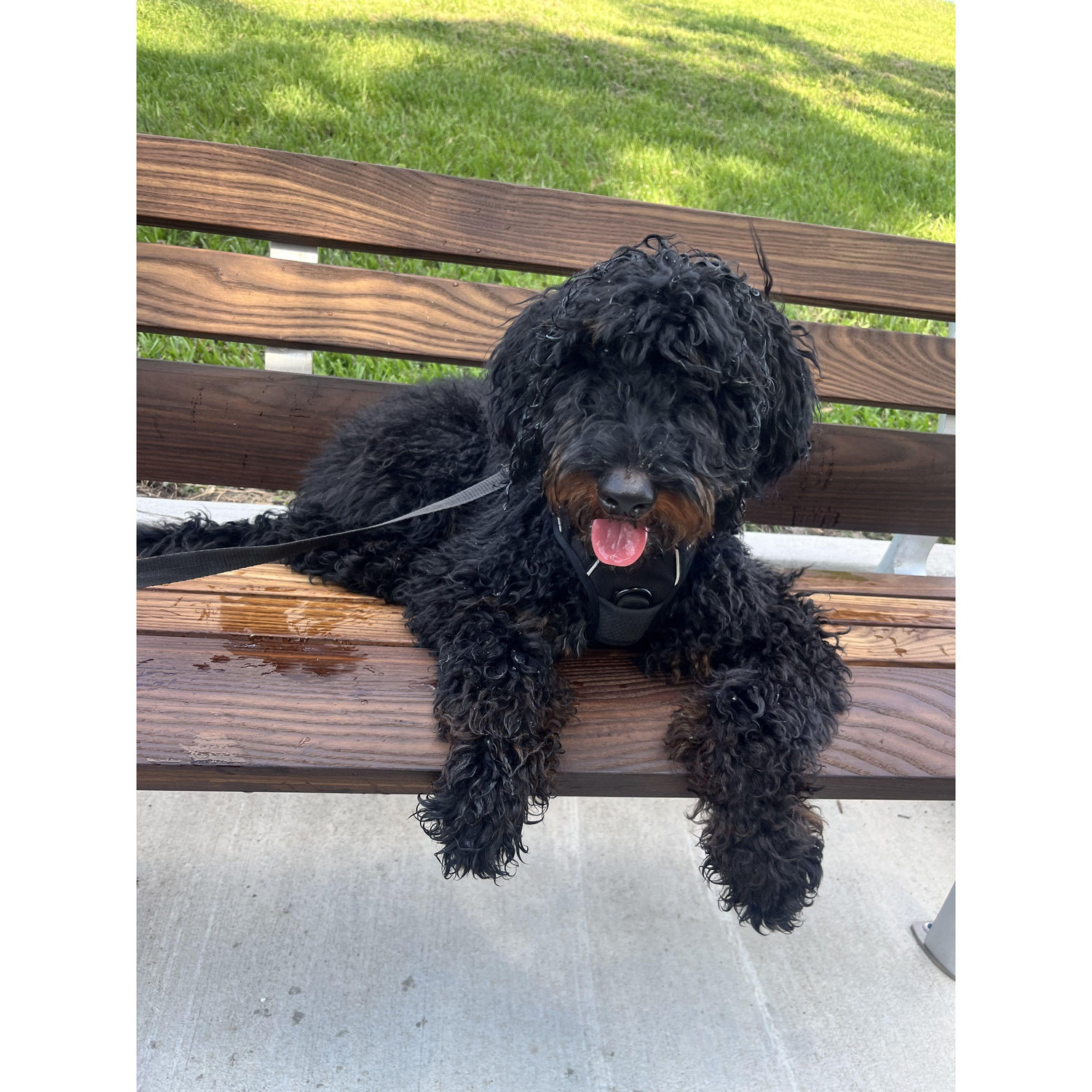 Our amazing bernedoodle Winston that we got on New Years Day 2024!