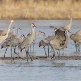 Sacramento National Wildlife Refuge