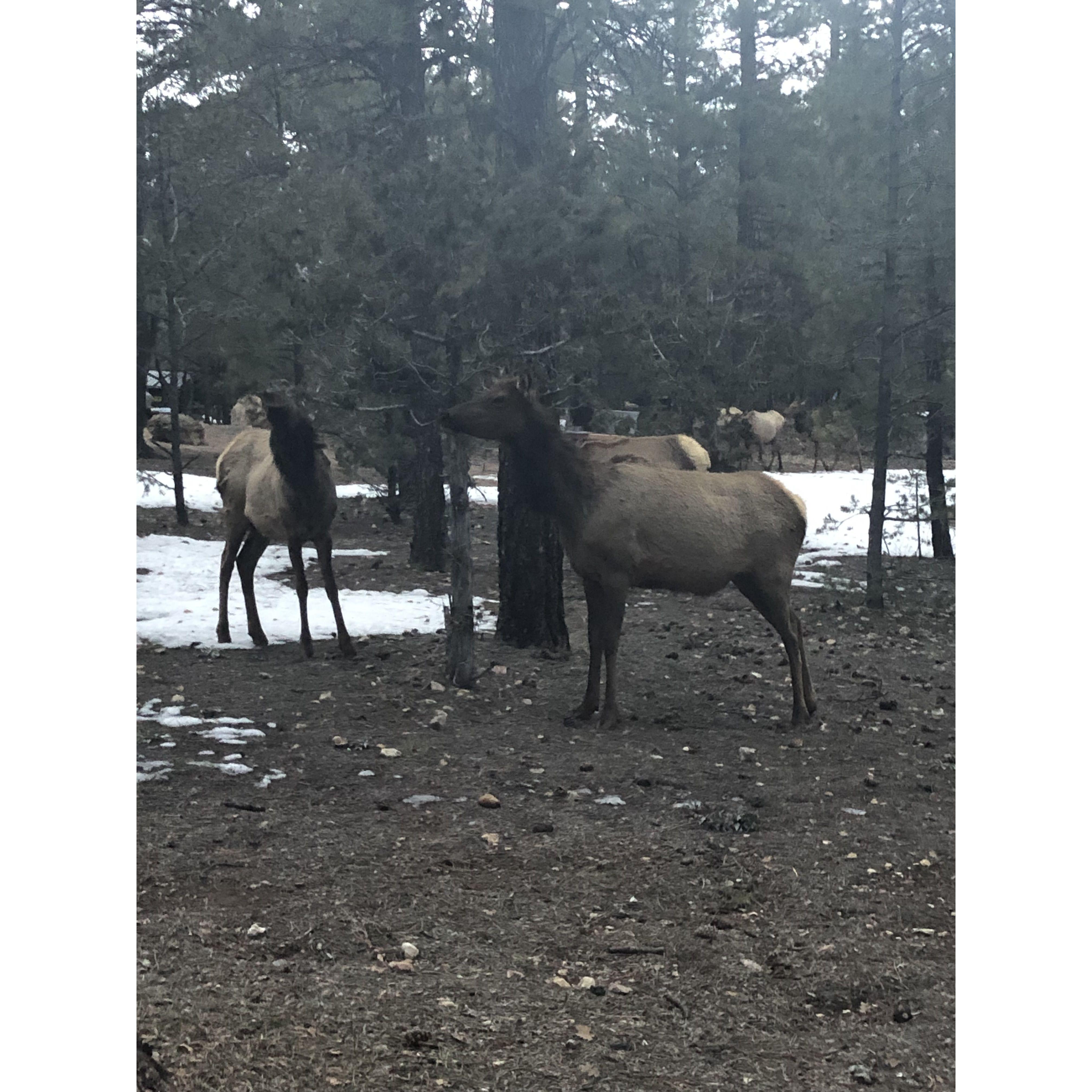 20 elk roamed our campsite - Grand Canyon