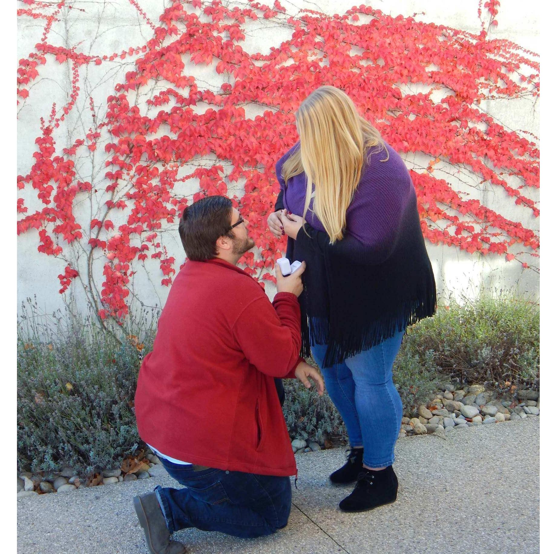 Proposal @ Brengman Brother's Winery! 11.6.2016