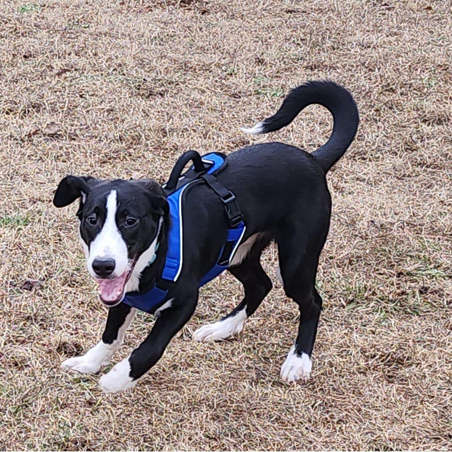 Our third fur baby, Westley.