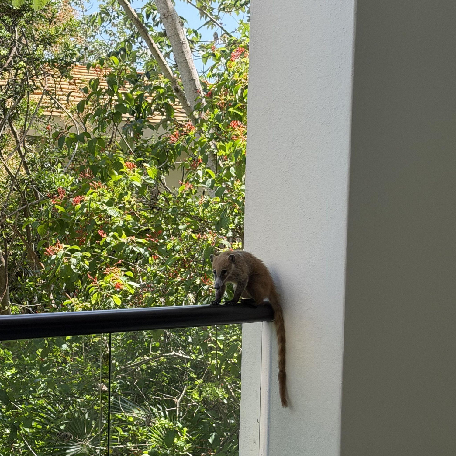 Coatis! They described them to us like "Mexican Raccoons"