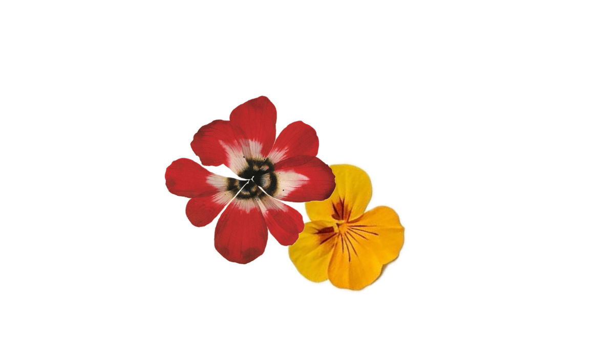 Footer image