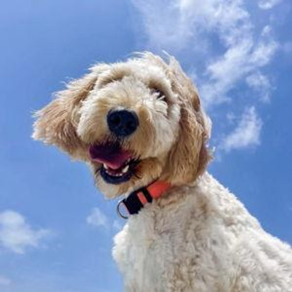 Pet Hotel For Daisy During Our Honeymoon