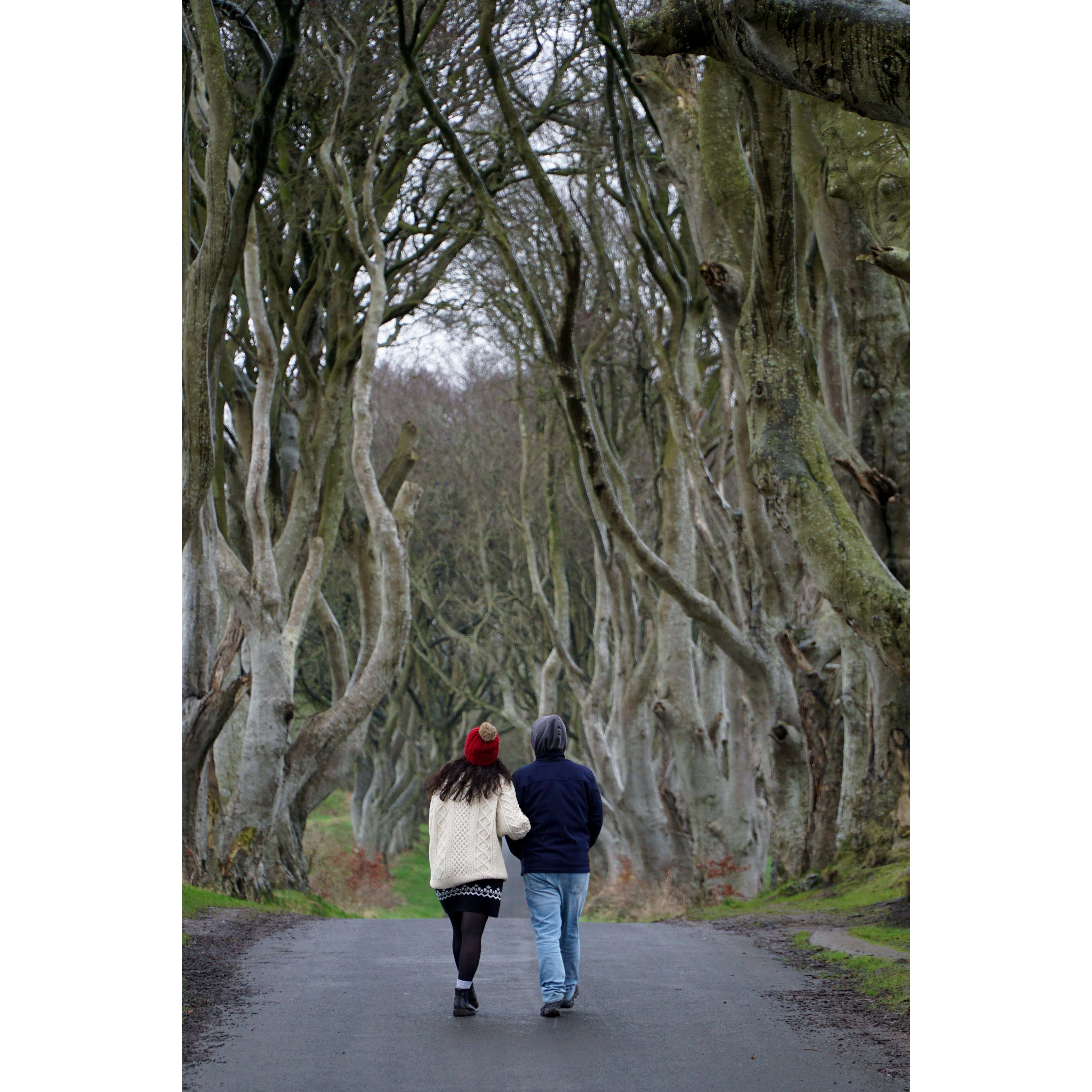 The Dark Hedges, Antrim, Northern Ireland
