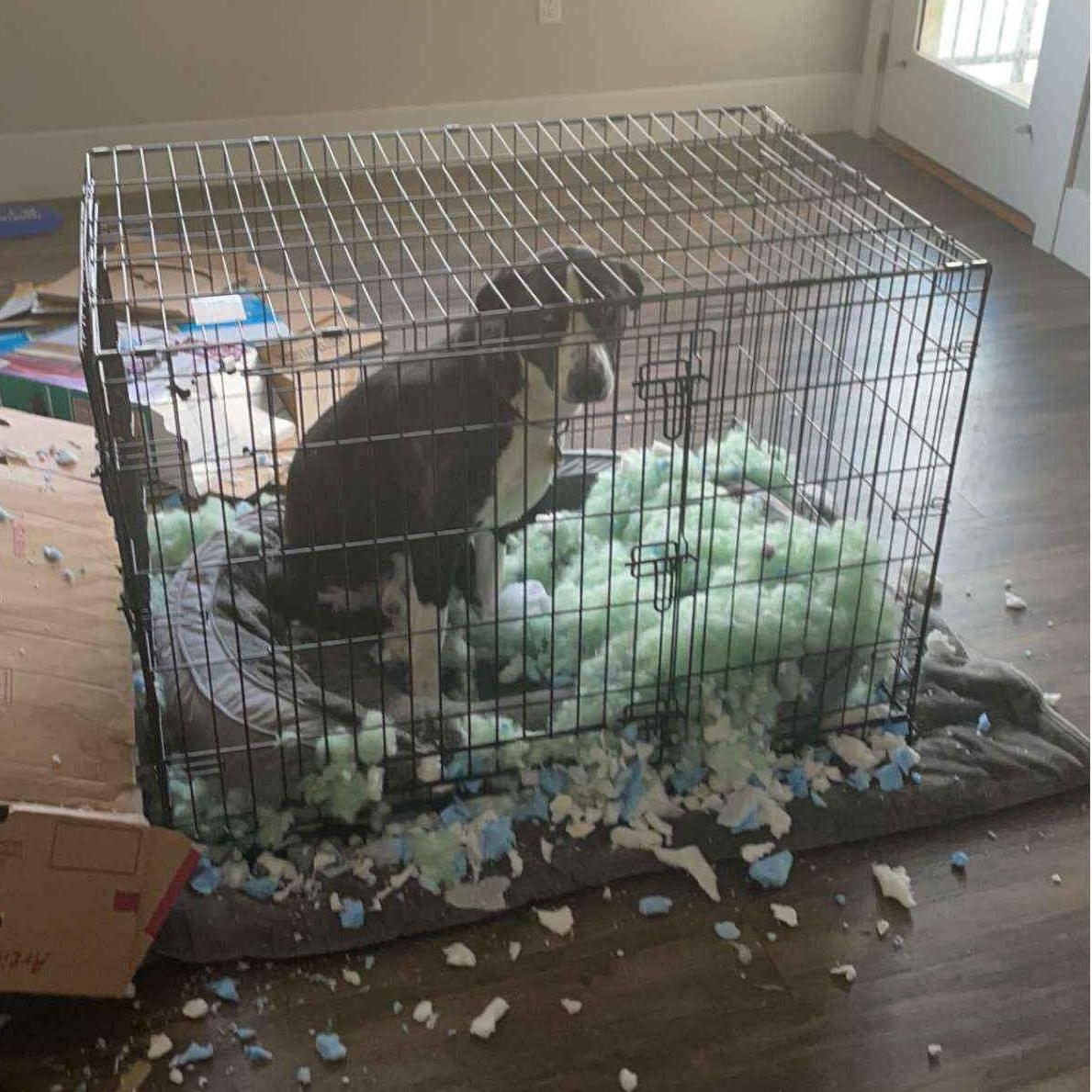 We learned the hard way he doesn't do well with beds