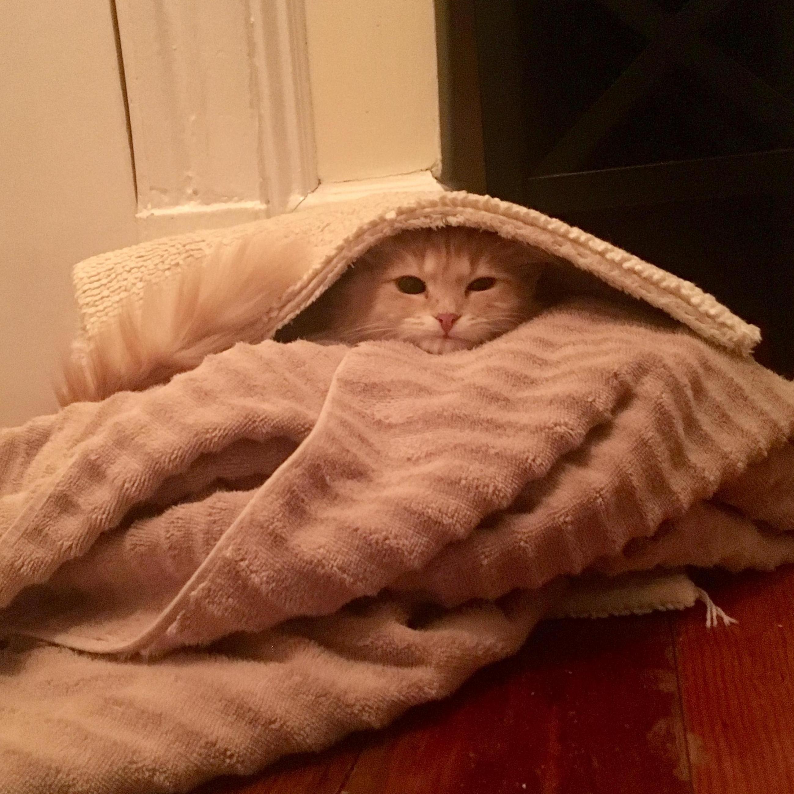 Crazy kitten.