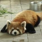 Cincinnati Zoo & Botanical Garden