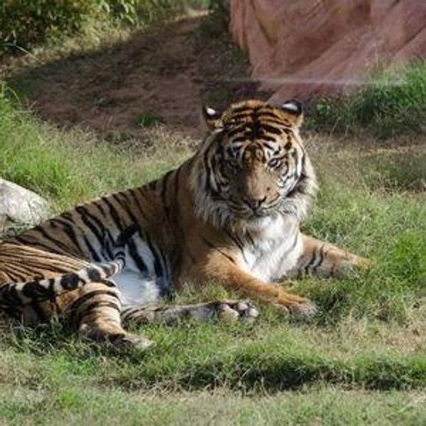 Athens Zoo Tickets & Transportation