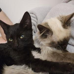 Posy's Spontaneous Animal Assistance Fund