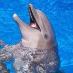 Marineland Dolphin Adventure