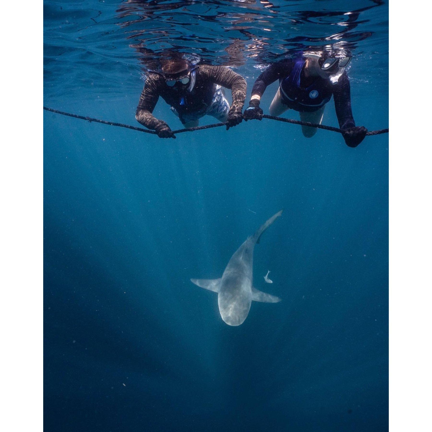 We swam with sharks in Jupiter, FL!