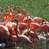 Jungle Island