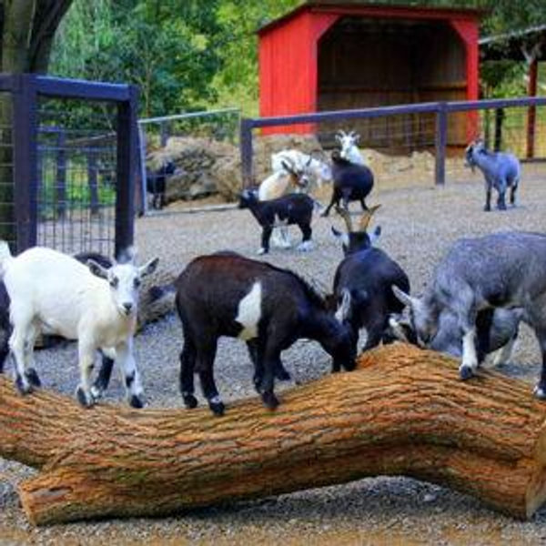 Smoky Mountain Deer Farm