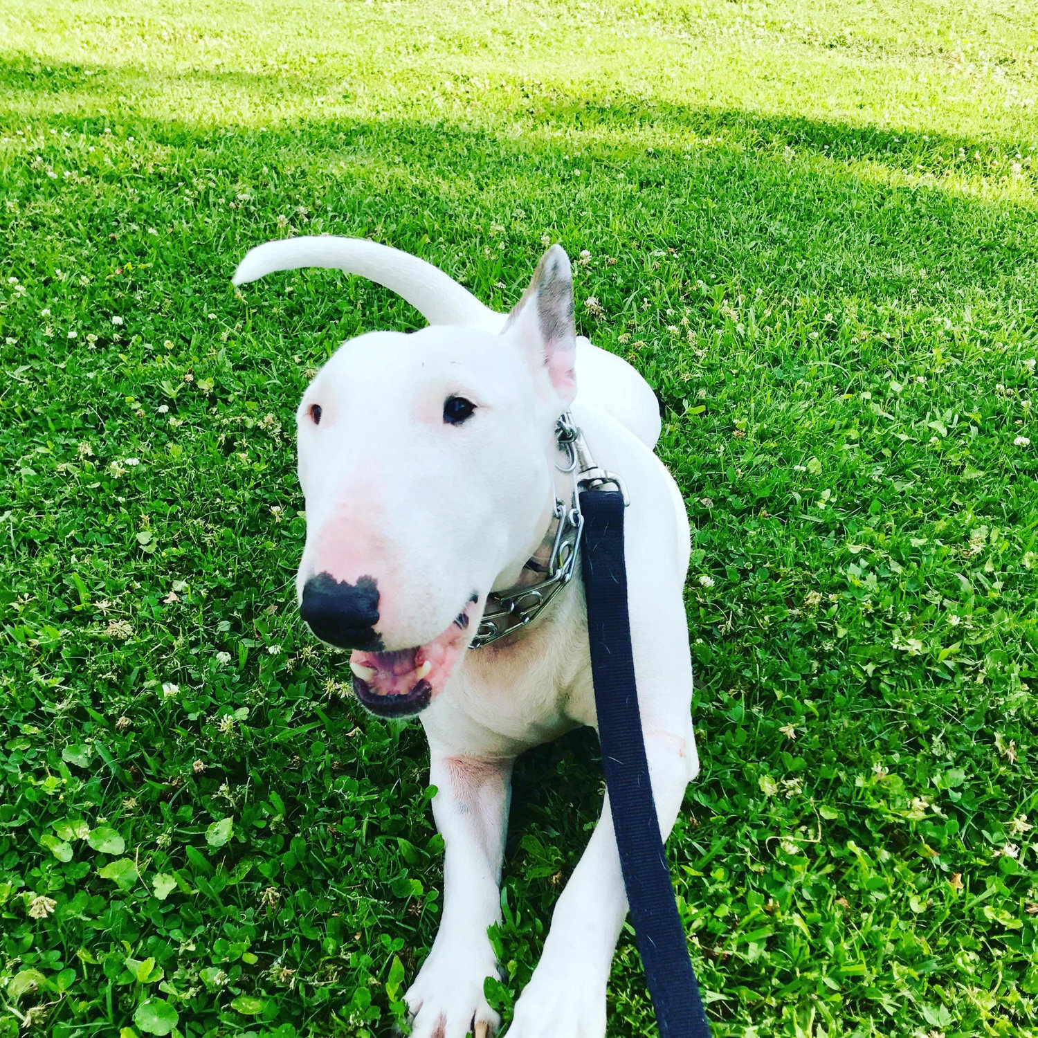 Our pup Lula
