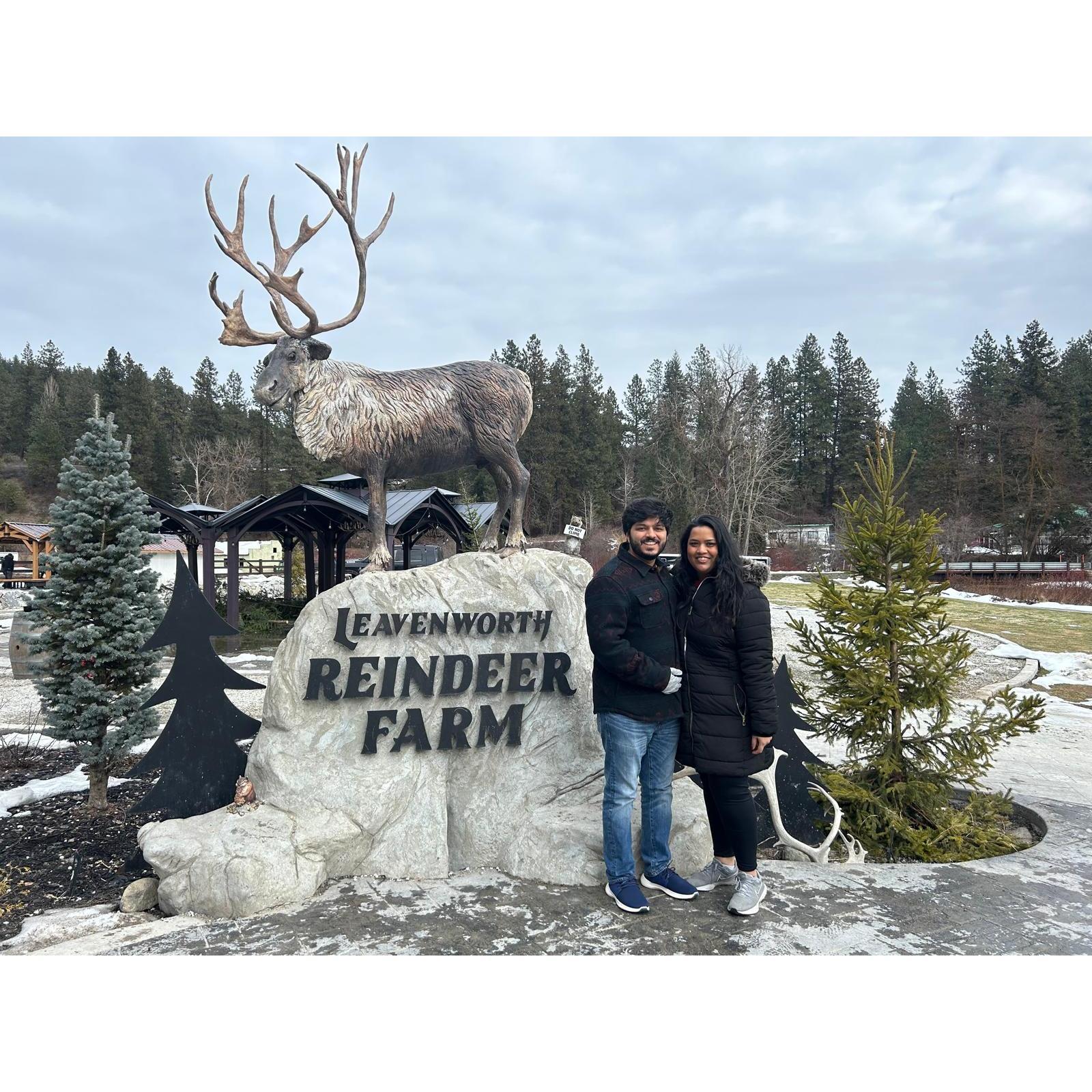 Our first time seeing Reindeers